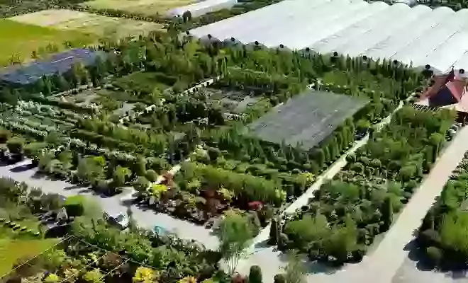 Architectural Plants 